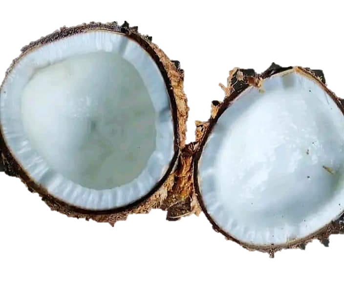 Coconut